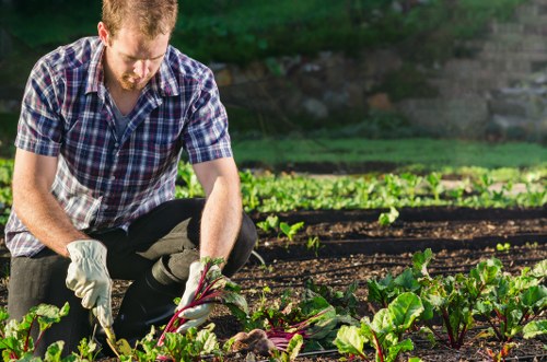 Gardener trimming a lush green hedge with professional tools