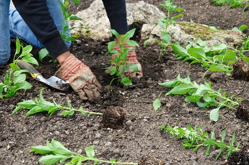 Eco-friendly lawn mowing practices with grass cycling