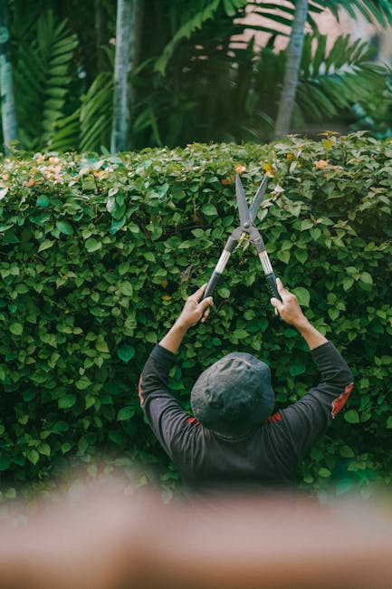 A gardener, viewed from behind, is trimming a dense, well-maintained hedge using a pair of long-handled hedge shears. The hedge consists of small, green, oval-shaped leaves and runs horizontally acros