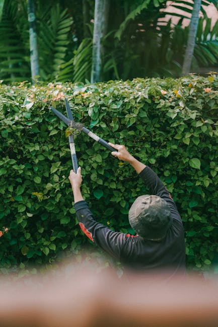 A gardener, viewed from behind, is trimming a dense, well-maintained hedge using a pair of long-handled hedge shears. The hedge consists of small, green, oval-shaped leaves and runs horizontally acros